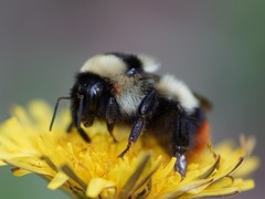 Bombus cullumanus