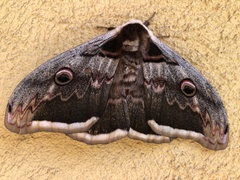 Saturnia pyri