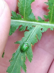 Cassida stigmatica