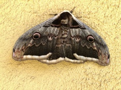 Saturnia pyri