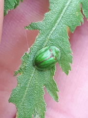 Cassida stigmatica