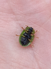 Cassida stigmatica