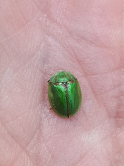 Cassida stigmatica