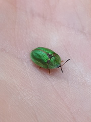 Cassida stigmatica