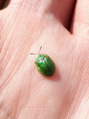 Cassida stigmatica