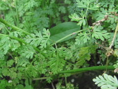 Puccinia chaerophylli
