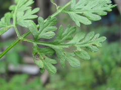 Puccinia chaerophylli