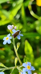 Cauchas rufimitrella