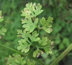 Puccinia chaerophylli