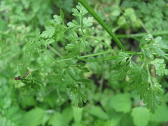 Puccinia chaerophylli