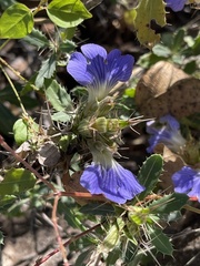 Blepharis diversispina