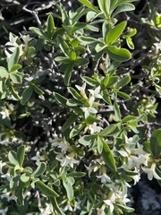 Daphne alpina