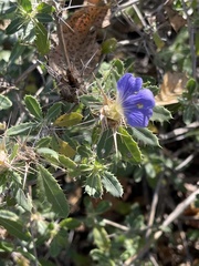 Blepharis diversispina