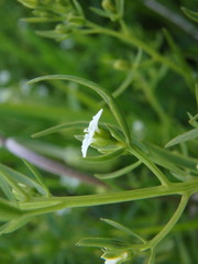 Thesium linophyllon