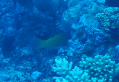 Halichoeres prosopeion