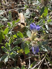 Blepharis diversispina