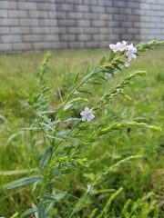 Lythrum alatum
