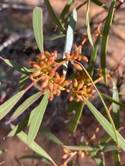 Eucalyptus leptophylla