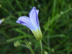 Linum alpinum