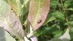 Pachybrachis hieroglyphicus