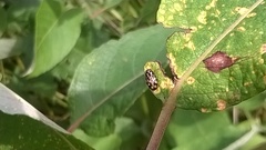 Pachybrachis hieroglyphicus