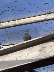 Streptopelia decaocto