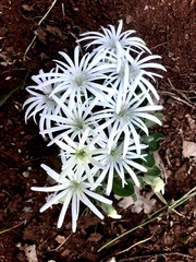 Silene nelsonii