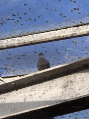 Streptopelia decaocto