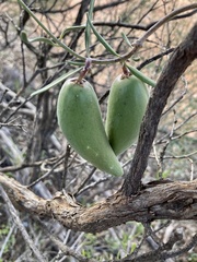 Leichhardtia australis