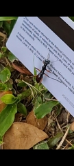 Tricondyla brunnea