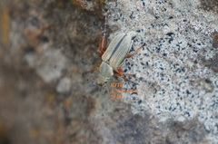 Macrodactylus murinus