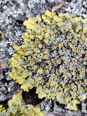 Xanthoria parietina