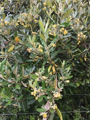 Anastrabe integerrima