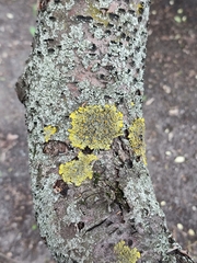 Xanthoria parietina