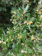 Anastrabe integerrima