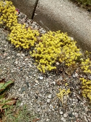 Sedum