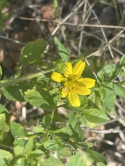 Calostephane divaricata