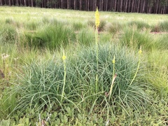 Kniphofia gracilis