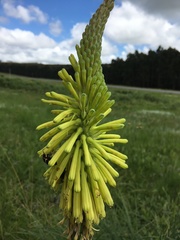 Kniphofia gracilis