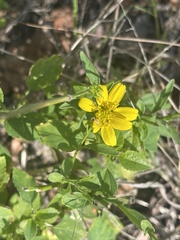 Calostephane divaricata