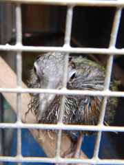 Ptilinopus rarotongensis
