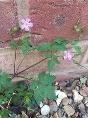 Geranium robertianum