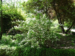 Deutzia longifolia