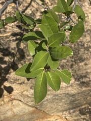 Artabotrys brachypetalus