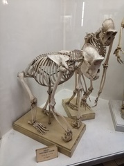 Gorilla gorilla
