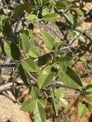 Artabotrys brachypetalus