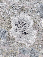 Lecanoromycetes