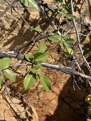 Artabotrys brachypetalus