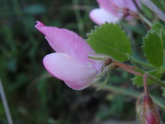 Ononis rotundifolia