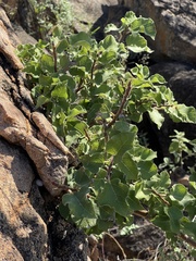 Ficus tettensis